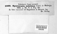 Sporormia minima image